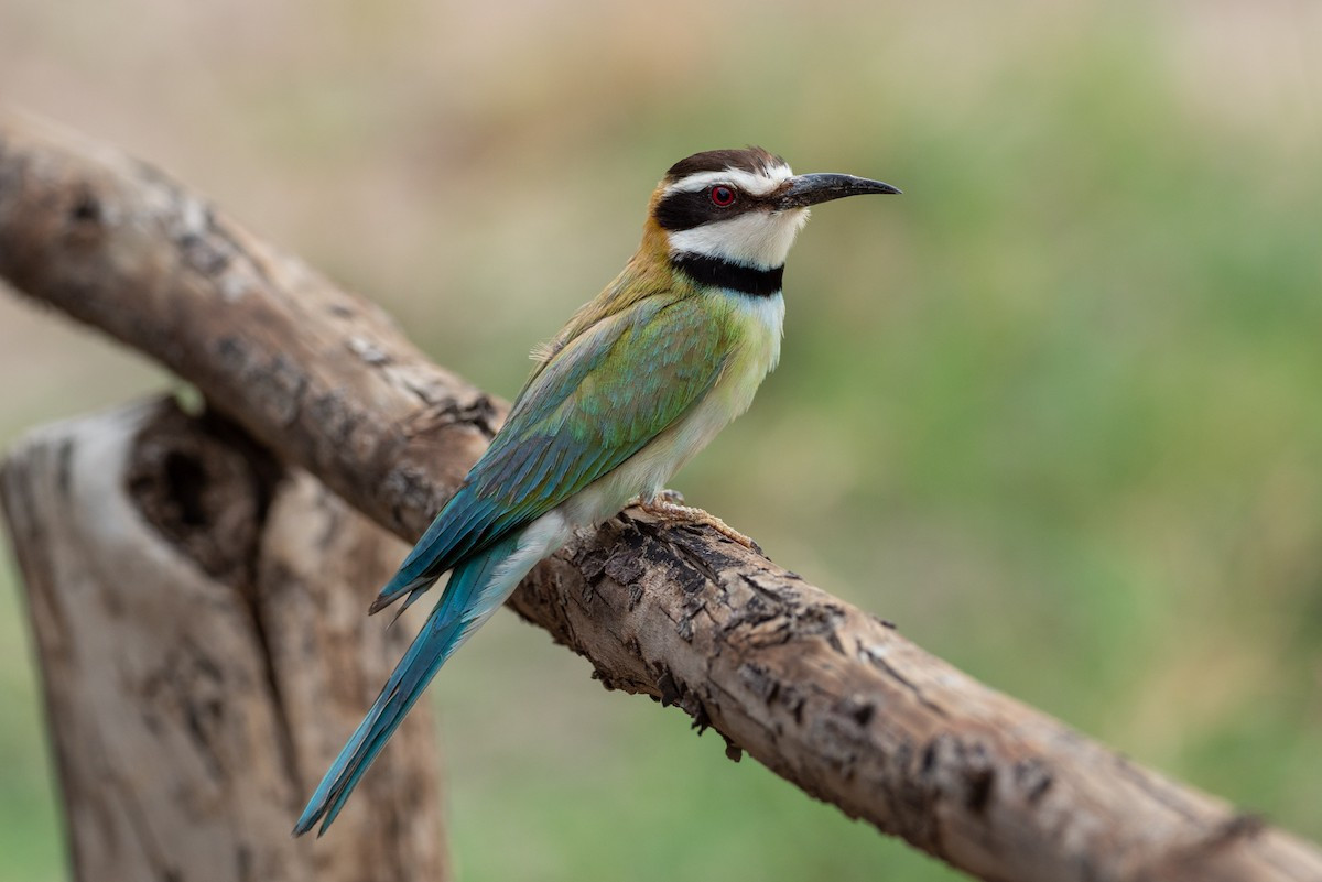 Trảu họng trắng (Merops albicollis) dài 20-32 cm, hiện ở phía Nam sa mạc Sahara, châu Phi. Các loài trảu, bao gồm loài này, thường làm tổ ở các đường hầm trong bờ cát.