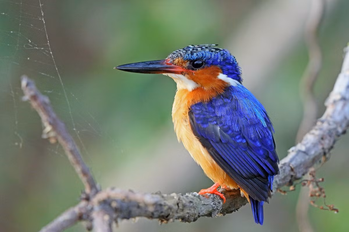 Bồng chanh (Alcedo althis) dài 16-17 cm, phân bố rộng ở lục địa Á - Âu và Bắc Phi. Loài chim này là đại diện tiêu biểu của nhóm bồng chanh nhỏ đuôi ngắn Cựu thế giới.