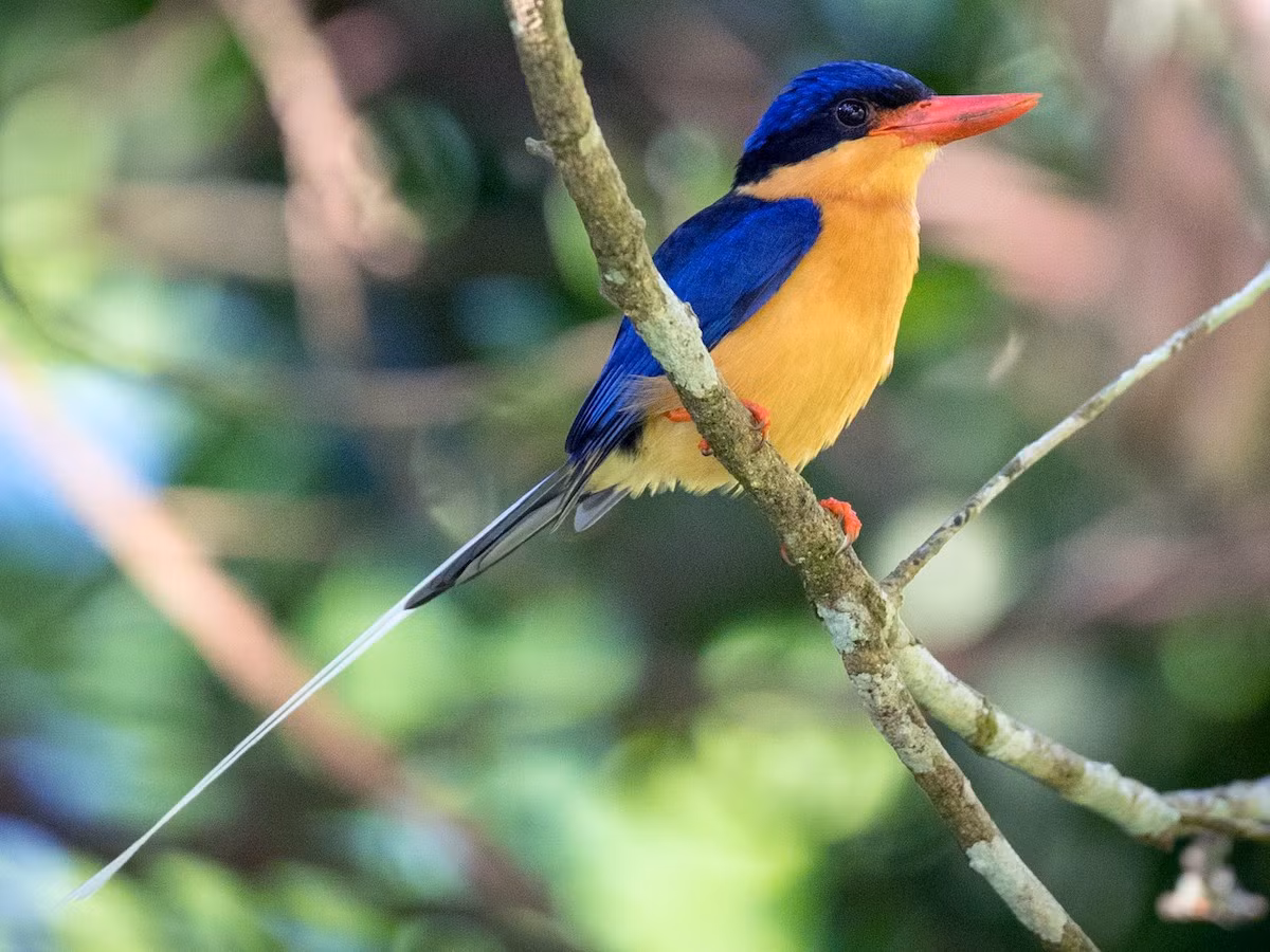 Sả thiên đường đuôi trắng (Tanysiptera sylvia) dài 30-35 cm, phân bố ở Newguinea và Bắc Australia. Loài này cùng một số loài họ hàng chuyên làm tổ trong các lỗ của ụ mối trên ngọn cây.