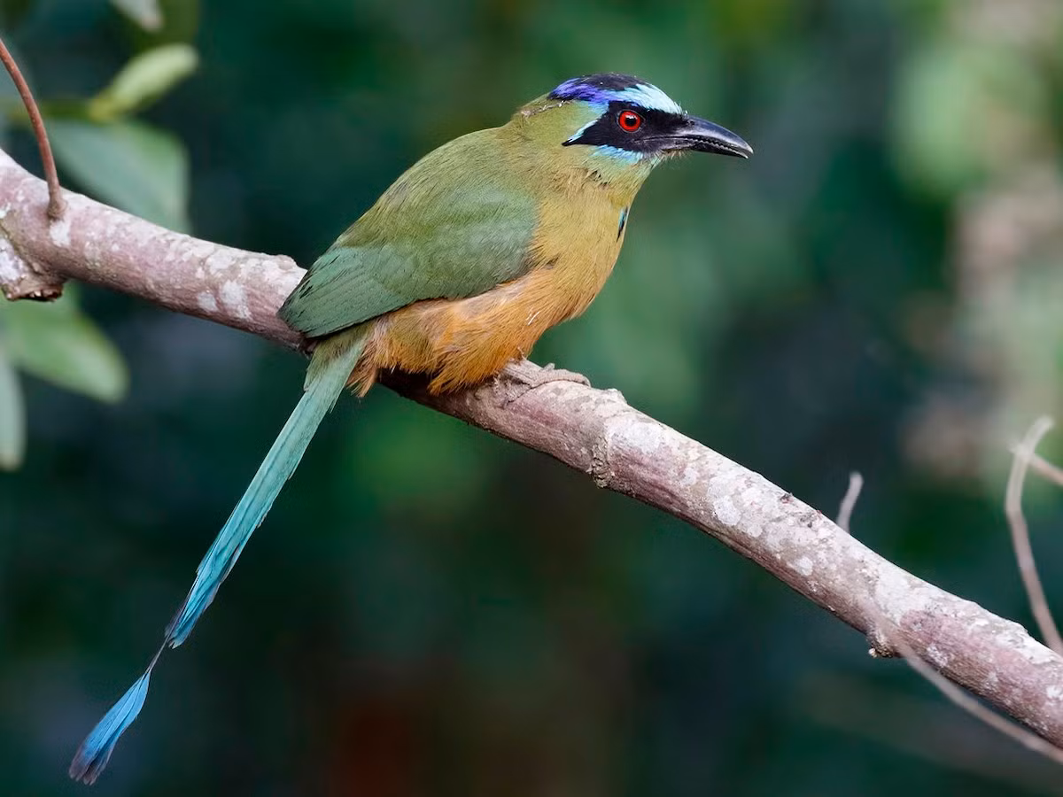 Sả đuôi trĩ chỏm xanh (Momotus momota) dài 41 cm, có phạm vi sinh sống bao gồm hầu hết diện tích rừng rậm Amazon. Đâu là loài điển hình của họ Sả đuôi trĩ ở vùng nhiệt đới châu Mỹ.