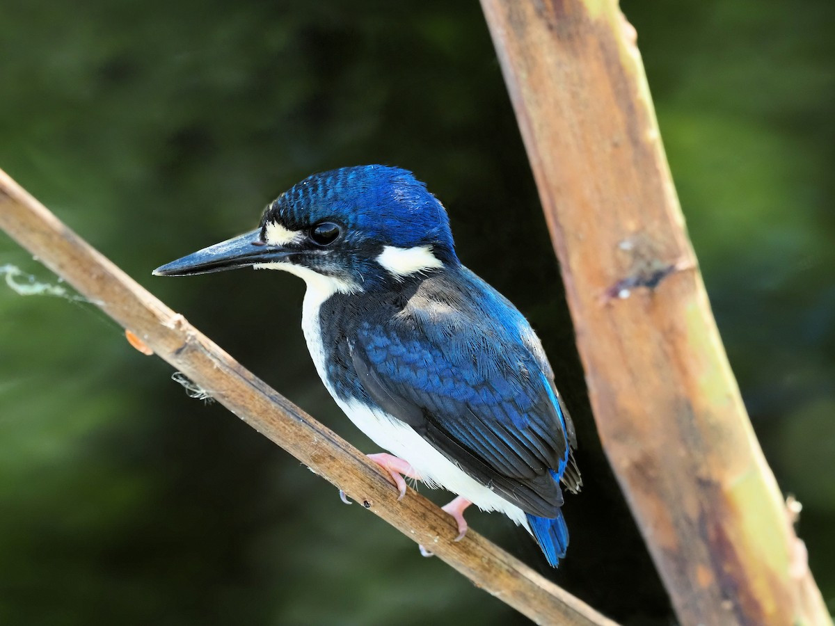Bồng chanh nhỏ (Alcedo pusilla) dài 12-13 cm, phân bố ở Australia. Loài chim nhỏ xíu sống trong rừng ngập mặn này ăn cá nhỏ, ấu trùng côn trùng và giáp xác nhỏ.