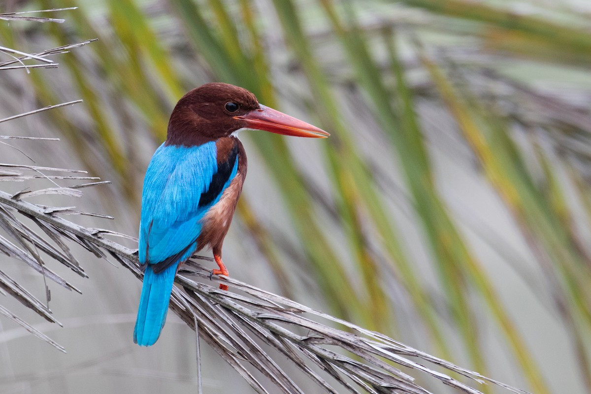 Sả đầu nâu (Halcyon smyrnensis) dài 29 cm, phân bố ở miền Nam châu Á. Giống như nhiều loài sả khác, loài chim này khá ồn ào. Tiếng kêu của chúng giống tiếng người cười hoặc tiếng ngựa hí.