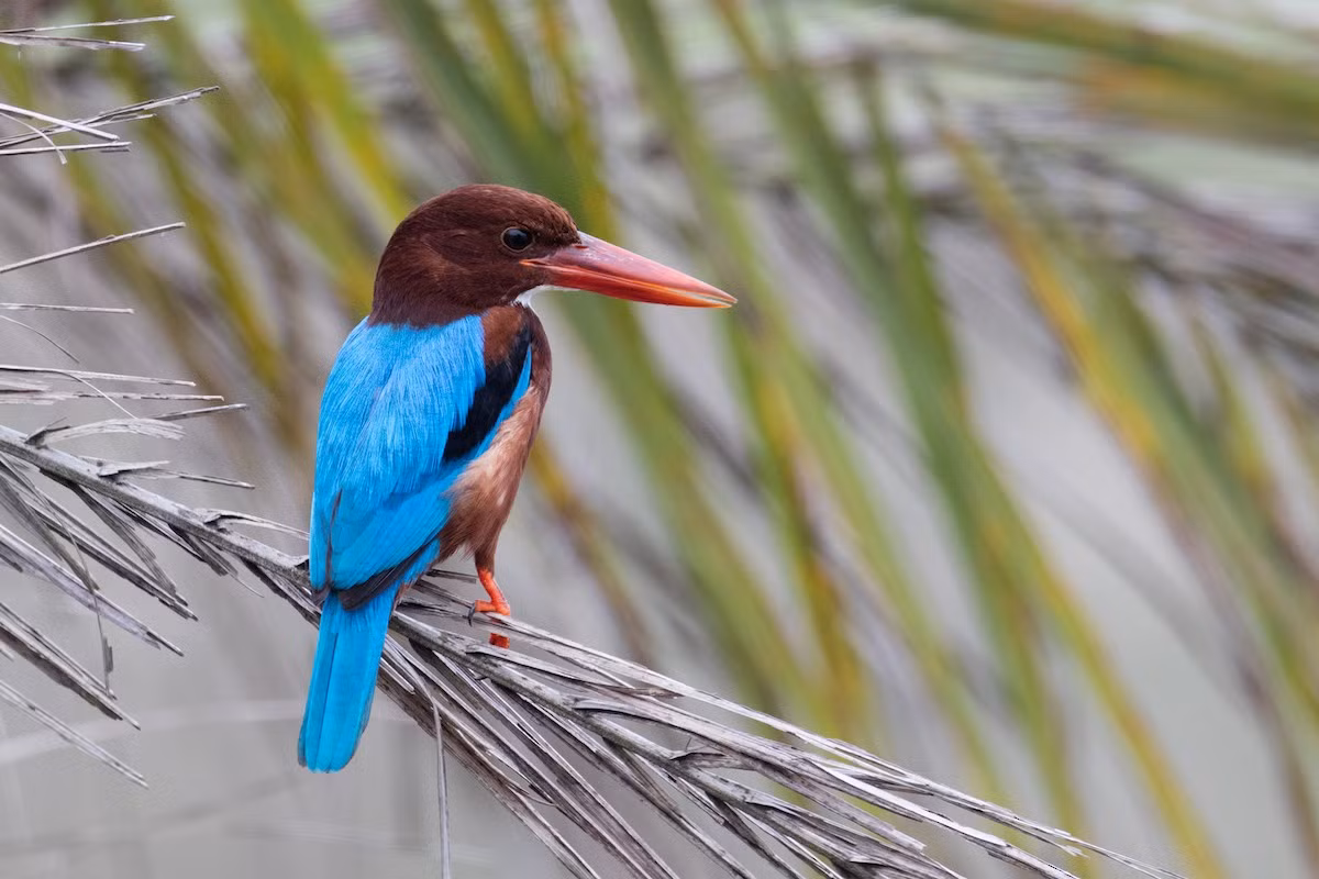 Sả đầu nâu (Halcyon smyrnensis) dài 29 cm, phân bố ở miền Nam châu Á. Giống như nhiều loài sả khác, loài chim này khá ồn ào. Tiếng kêu của chúng giống tiếng người cười hoặc tiếng ngựa hí.