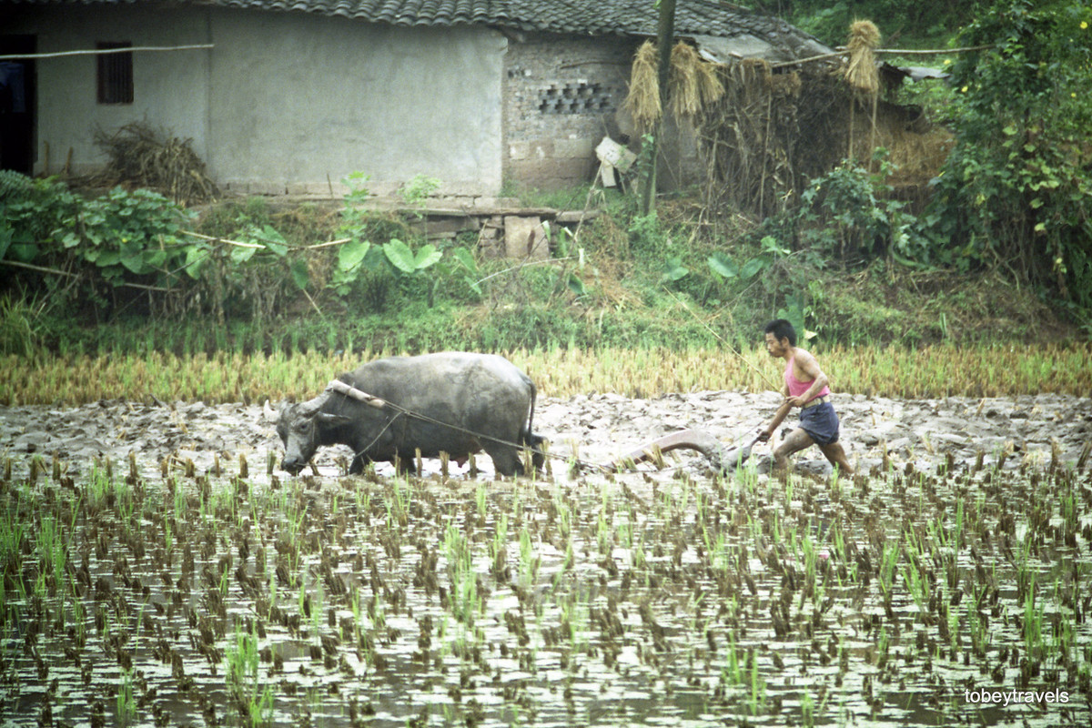 Một nông dân cày ruộng bằng trâu.