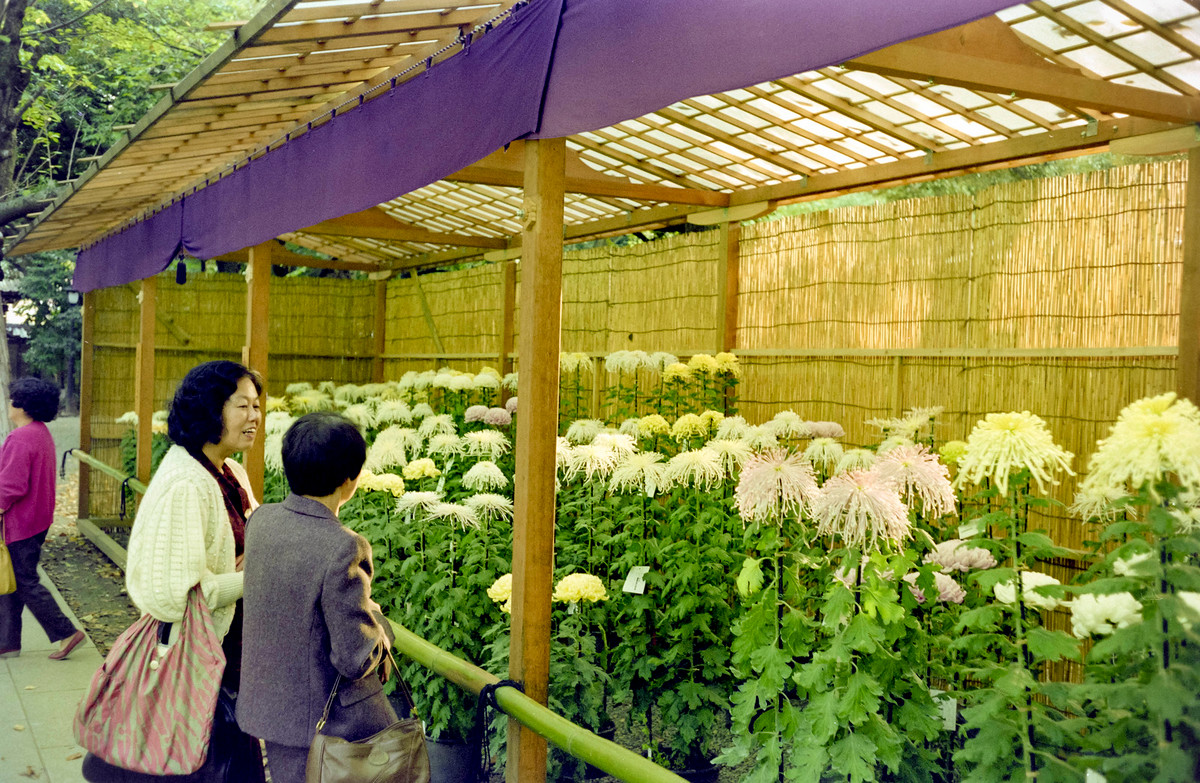 Khách thập phương ngắm hoa tại đền Yasukuni.