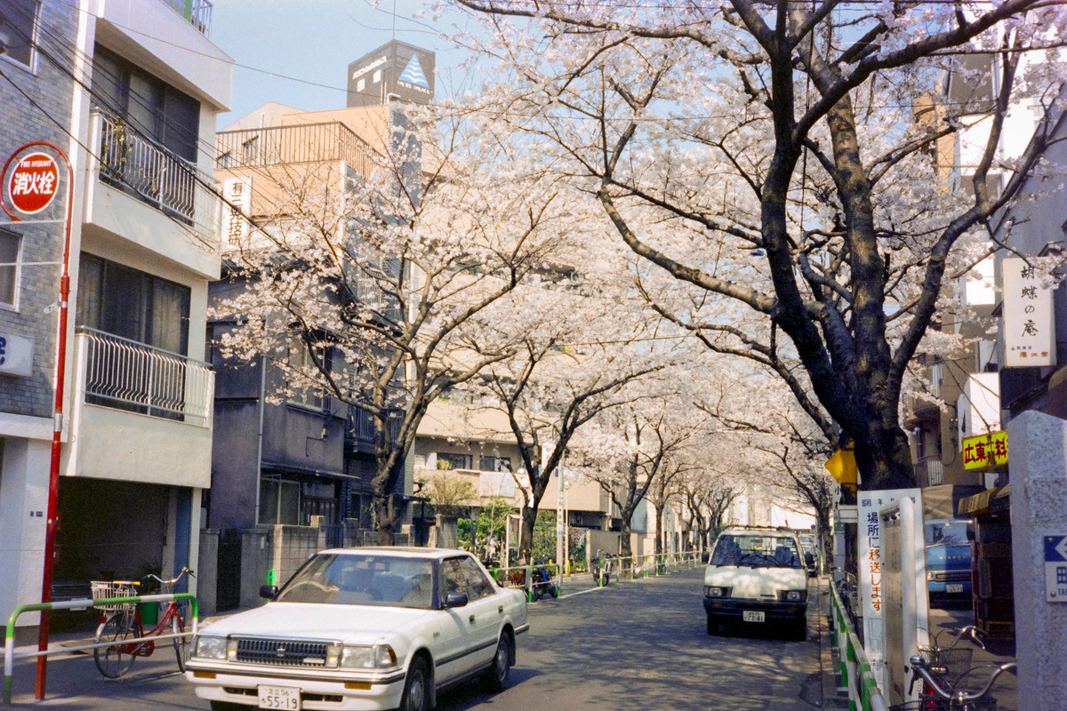 Hoa anh đào khoe sắc trên đường phố ở khu Tabata.