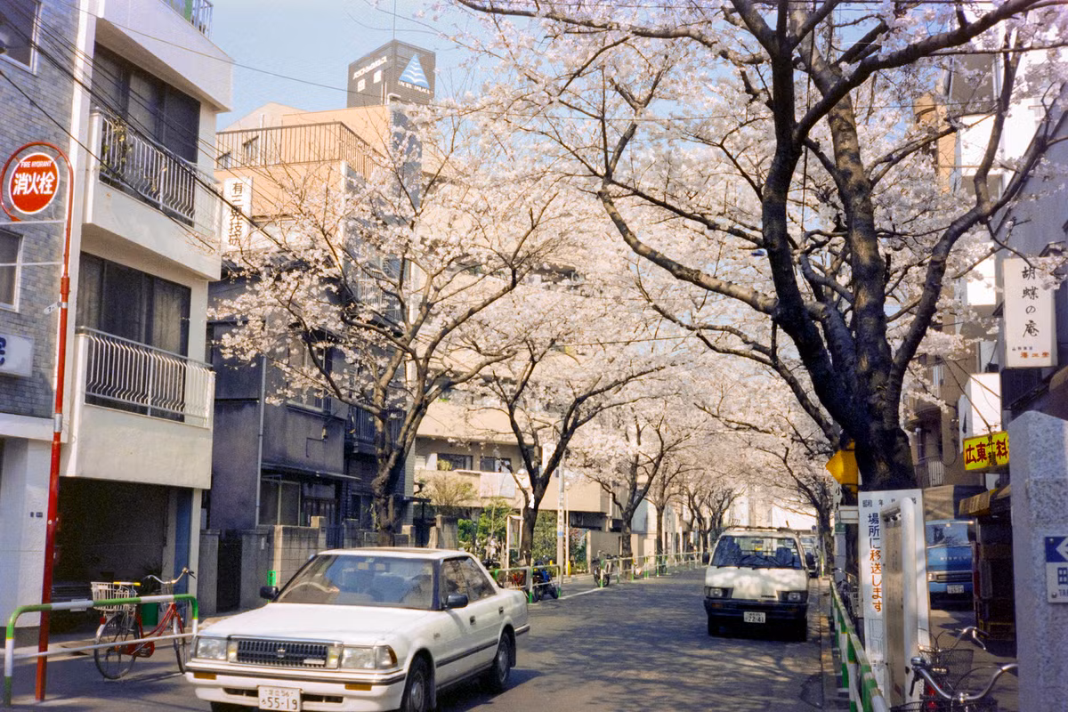 Hoa anh đào khoe sắc trên đường phố ở khu Tabata.