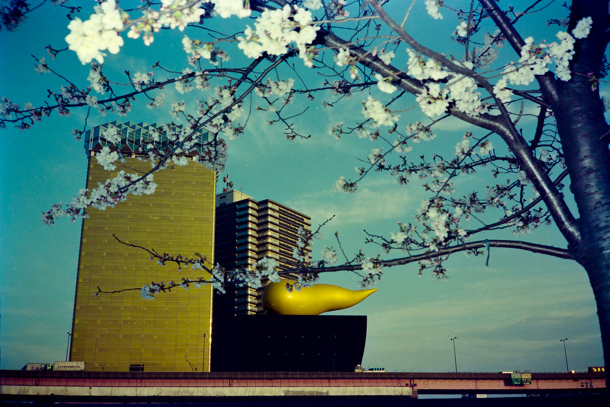 Hoa anh đảo nở bên bờ sông Sumida.