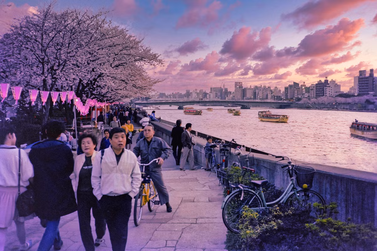 Lễ hội hoa anh đào bên bờ sông Sumida.