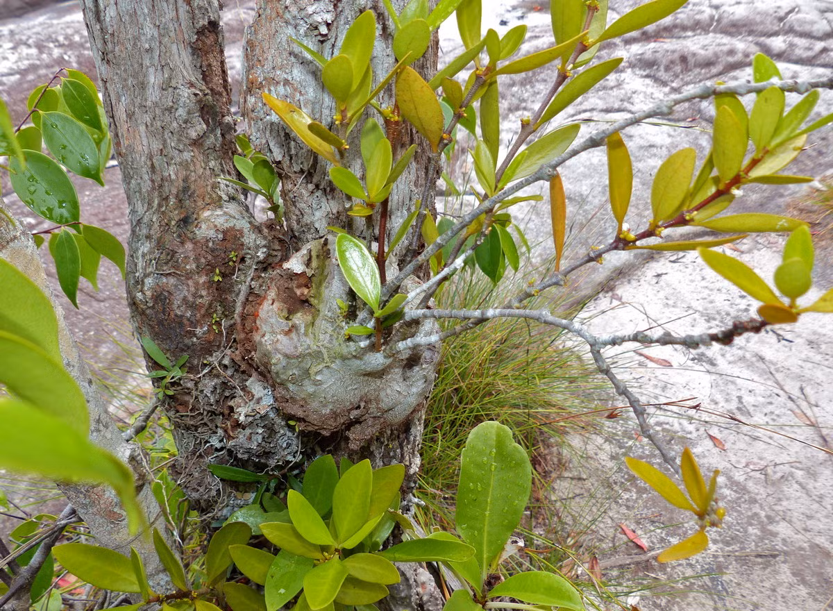 Hình thức bên ngoài của loài cây này kỳ quặc là vậy, còn phần bên trong của chúng thì thật sự là rùng rợn.