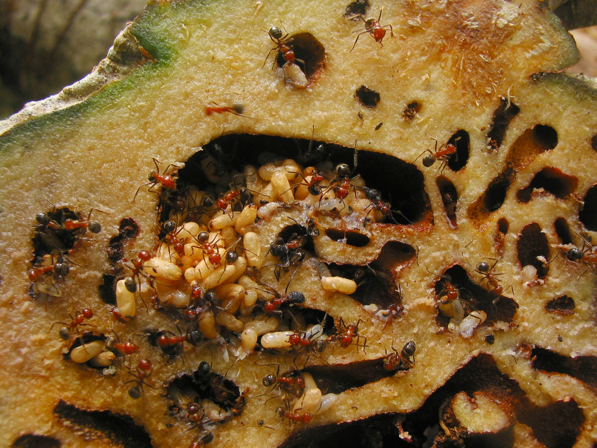 Bổ dọc “khối u” đó ra, những người “dị ứng” với côn trùng hẳn sẽ phải bổ ngửa với cảnh tượng hàng vạn con kiến và ấu trùng kiến bò lúc nhúc trong những đường hấm uốn lượn chằng chịt.