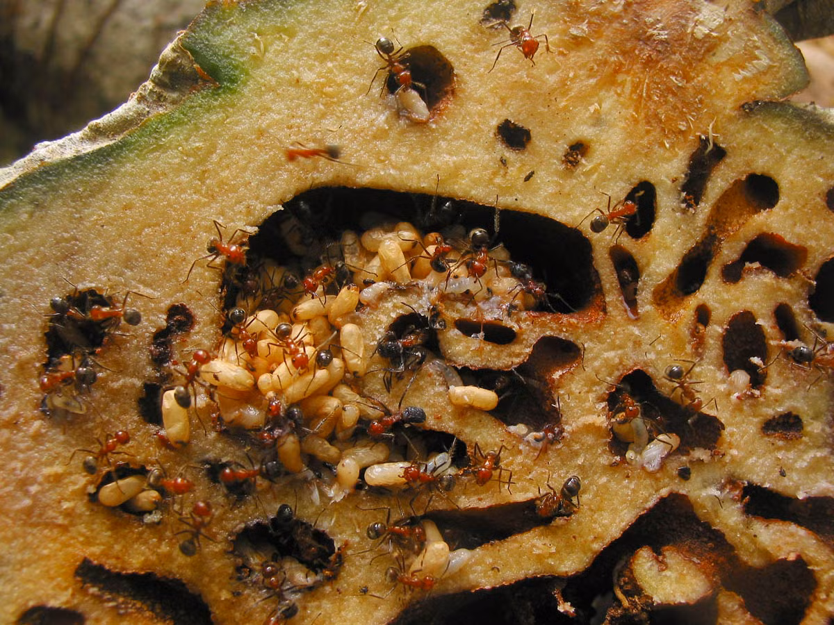 Bổ dọc “khối u” đó ra, những người “dị ứng” với côn trùng hẳn sẽ phải bổ ngửa với cảnh tượng hàng vạn con kiến và ấu trùng kiến bò lúc nhúc trong những đường hấm uốn lượn chằng chịt.