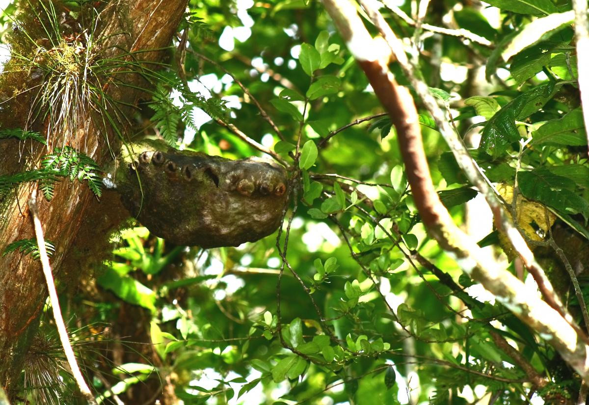 Khi lớn lên, nguôn dinh dưỡng ngày càng cạn kiệt, trong thân cây dân dần hình thành các lổ hang, đồng thời tiết ra những chất quyến rũ loài kiến đến làm tổ. Cuộc cộng sinh giữa kiến và cây bắt đầu từ lúc đó.