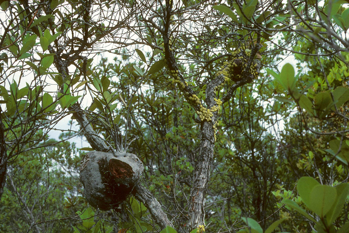 Sự liên kết đặc biệt giữa cây ổ kiến và loài kiến là kết quả của quá trình tiến hoá lâu dài, là một minh chứng cho sự kỳ diệu của thiên nhiên.