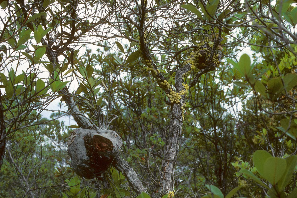 Sự liên kết đặc biệt giữa cây ổ kiến và loài kiến là kết quả của quá trình tiến hoá lâu dài, là một minh chứng cho sự kỳ diệu của thiên nhiên.