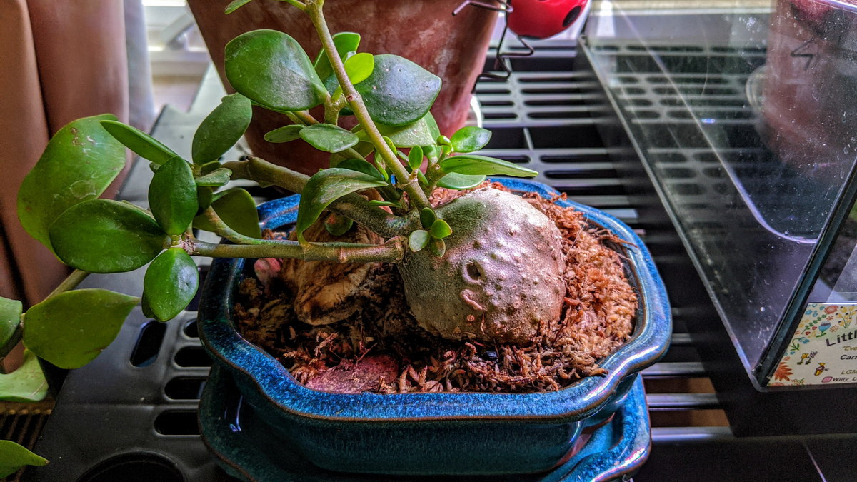 Trên phương diện quốc tế, đây là một loài cây được giới sưu tầm cây cảnh ưa chuộng vì dáng vẻ kỳ lạ của mình.