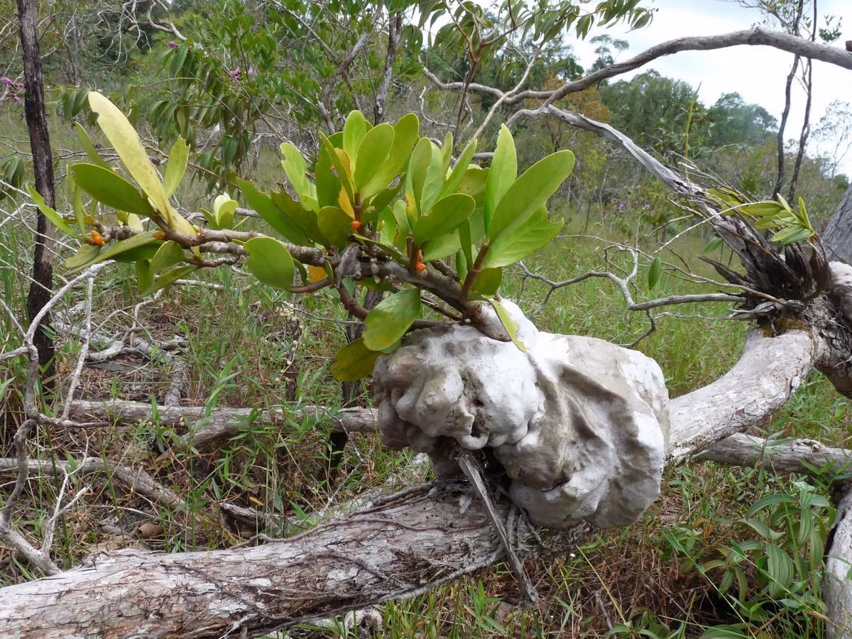 Ở Việt Nam, số lượng cây ổ kiến trong tự nhiên ngày cáng suy giảm do nạn phá rừng, khai thác quá độ, kèm theo tốc độ sinh trưởng chậm của loài cây này. Trong Sách Đỏ Việt Nam, chúng đã được đưa vào diện Nguy cấp.