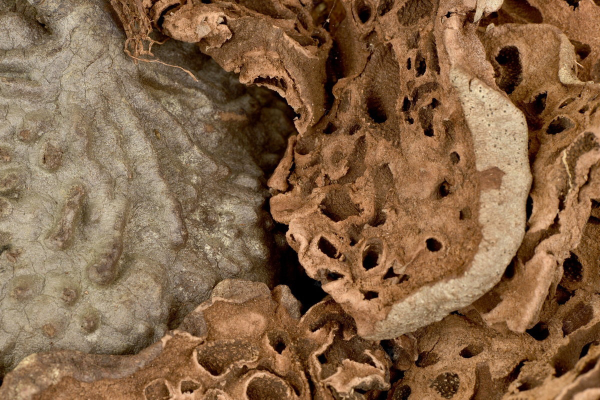 Trong hàng trăm năm qua, đồng bào dân tộc Tây Nguyên đã dùng cây ổ kiến như một vị thuốc chữa nhiều loại bệnh khác nhau.