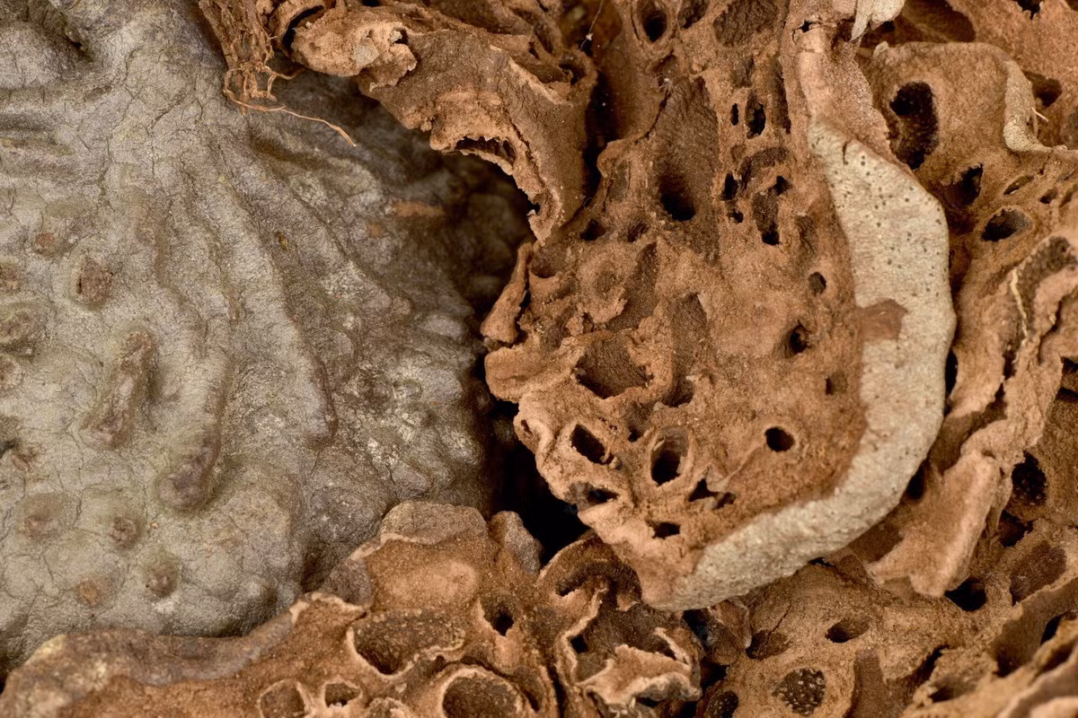 Trong hàng trăm năm qua, đồng bào dân tộc Tây Nguyên đã dùng cây ổ kiến như một vị thuốc chữa nhiều loại bệnh khác nhau.