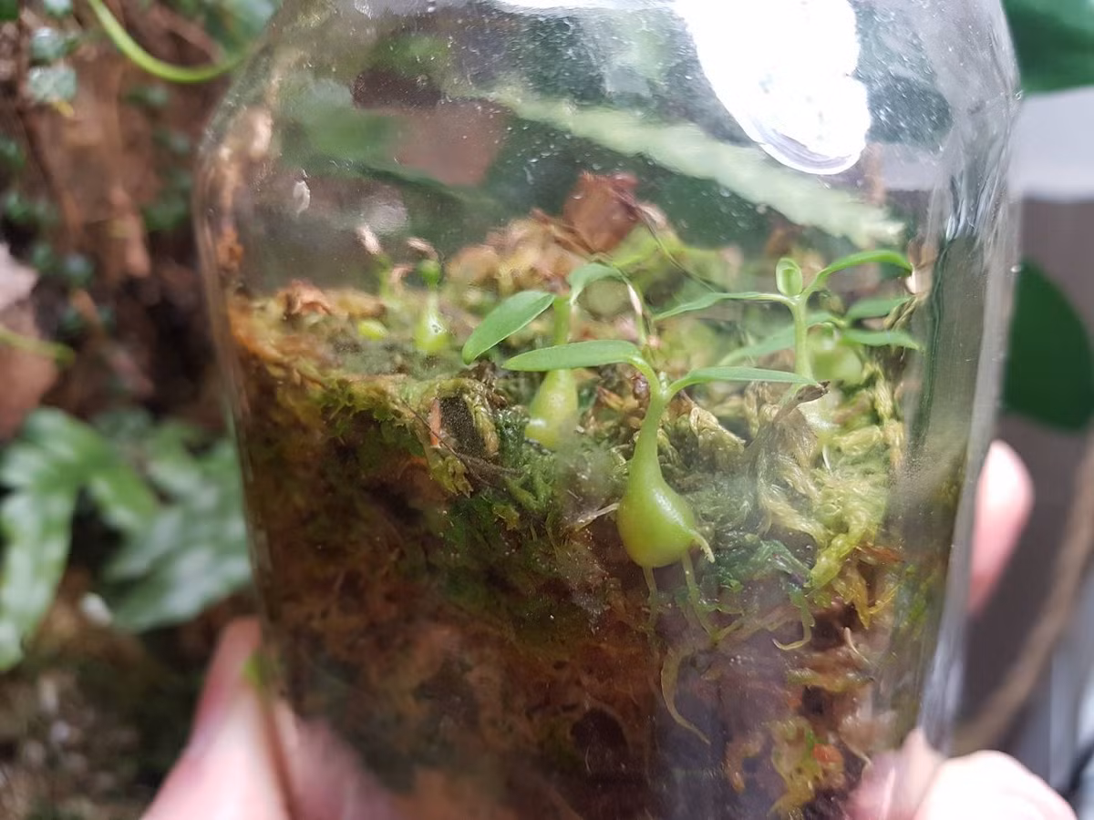 Từ khi còn non, cây ổ kiến đã có phần thân phình to. Tuy nhiên, lúc này chúng chưa “bắt tay” với loài kiến mà chỉ sống nhờ dưỡng chất trên cây chủ.