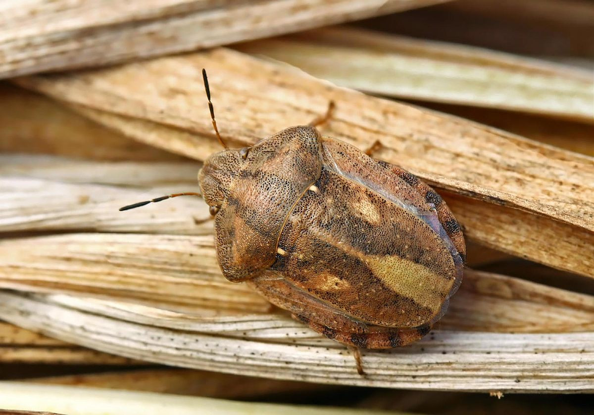 Bọ xít mai rùa châu Âu (Eurygaster maura) dài 1-1,2 cm, phân bố rộng từ châu Âu đến châu Á và Bắc Mỹ. Có hình dáng giống một con rùa, chúng ăn nhiều loại cỏ khác khau, đôi khi gây hại cho các loài ngũ cốc.