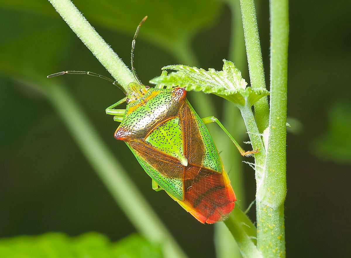 Bọ xít năm cạnh sơn tra (Acanthosoma haemorrhoidale) dài 1,3 cm, được tìm thấy ở châu Âu, từ Bồ Đào Nha đến Nga. Có màu sắc bắt mắt, loài này chuyên ăn chồi và quả mọng của cây sơn tra và có lúc ăn cả các cây rụng lá như cây phỉ.