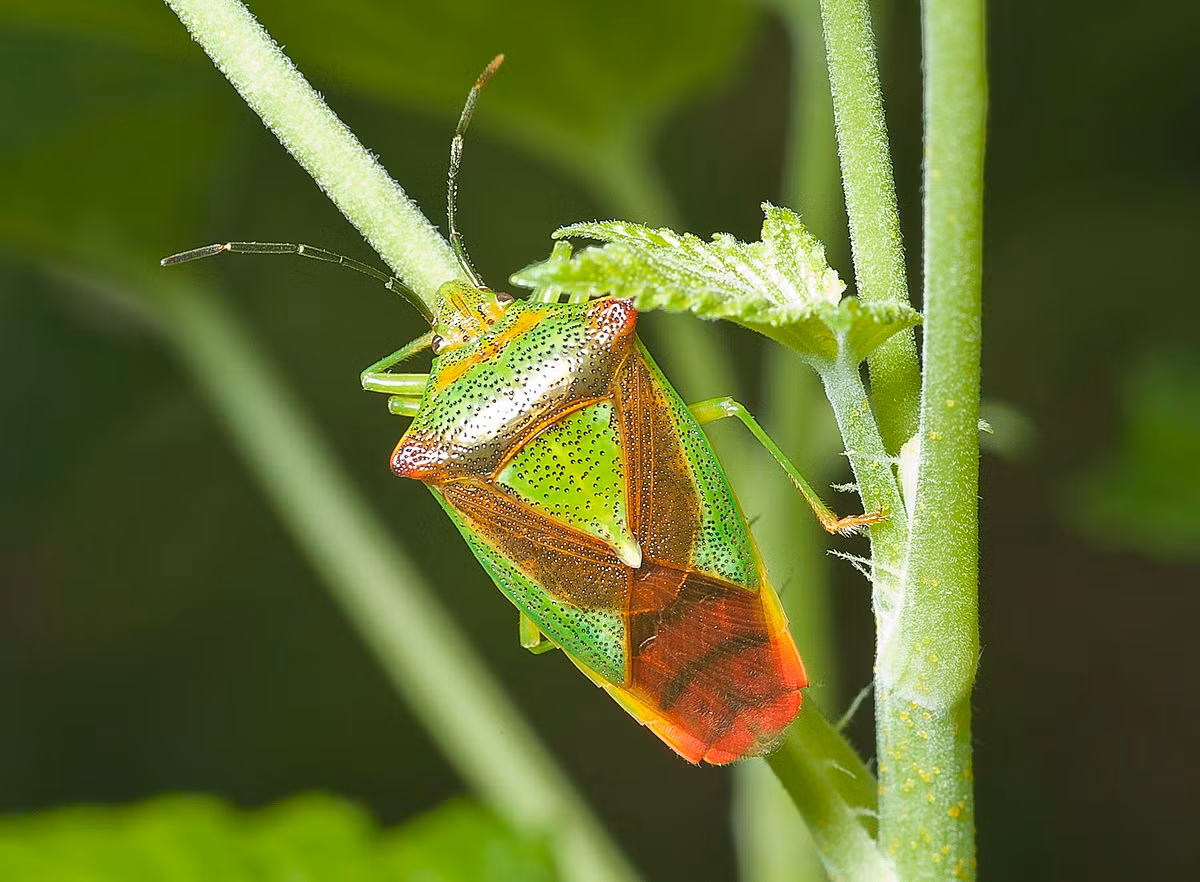 Bọ xít năm cạnh sơn tra (Acanthosoma haemorrhoidale) dài 1,3 cm, được tìm thấy ở châu Âu, từ Bồ Đào Nha đến Nga. Có màu sắc bắt mắt, loài này chuyên ăn chồi và quả mọng của cây sơn tra và có lúc ăn cả các cây rụng lá như cây phỉ.