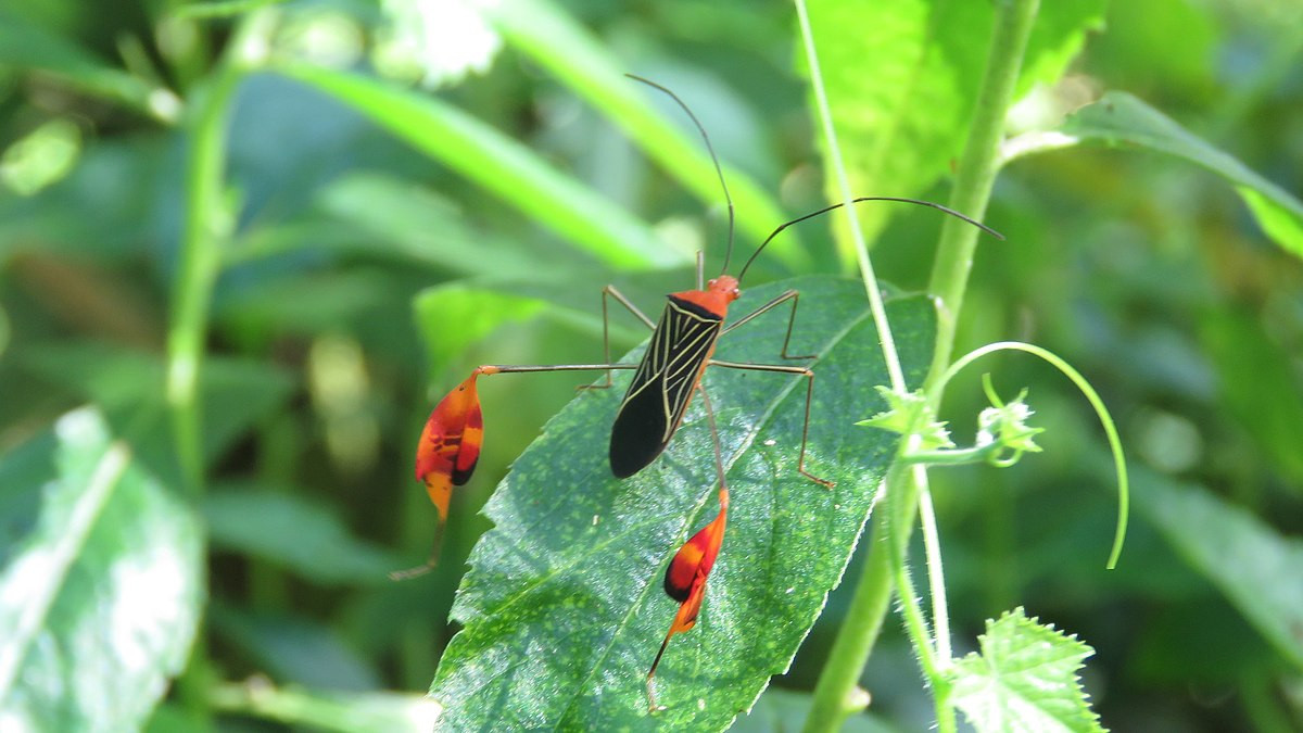 Bọ xít chân lá (Bitta flavolineata) dài 1,8 cm, phân bố ở Trung và Nam Mỹ. Chân sau của loài bọ xít này có phần xòe rộng, được cho là để ngụy trang và tự vệ trước kẻ thù.
