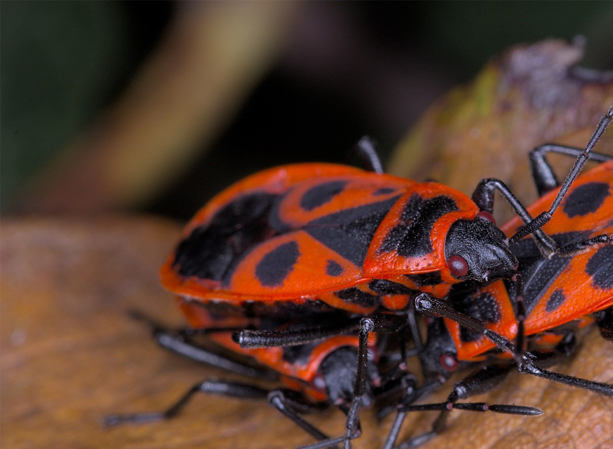 Bọ xít lửa (Pyrrhocoris apterus) dài 1 cm, phân bố ở Trung và Nam Âu. Loài bọ xít màu đỏ đen dễ nhận dạng này không bay được. Chúng sống theo bầy đàn, chuyên ăn hạt cây.