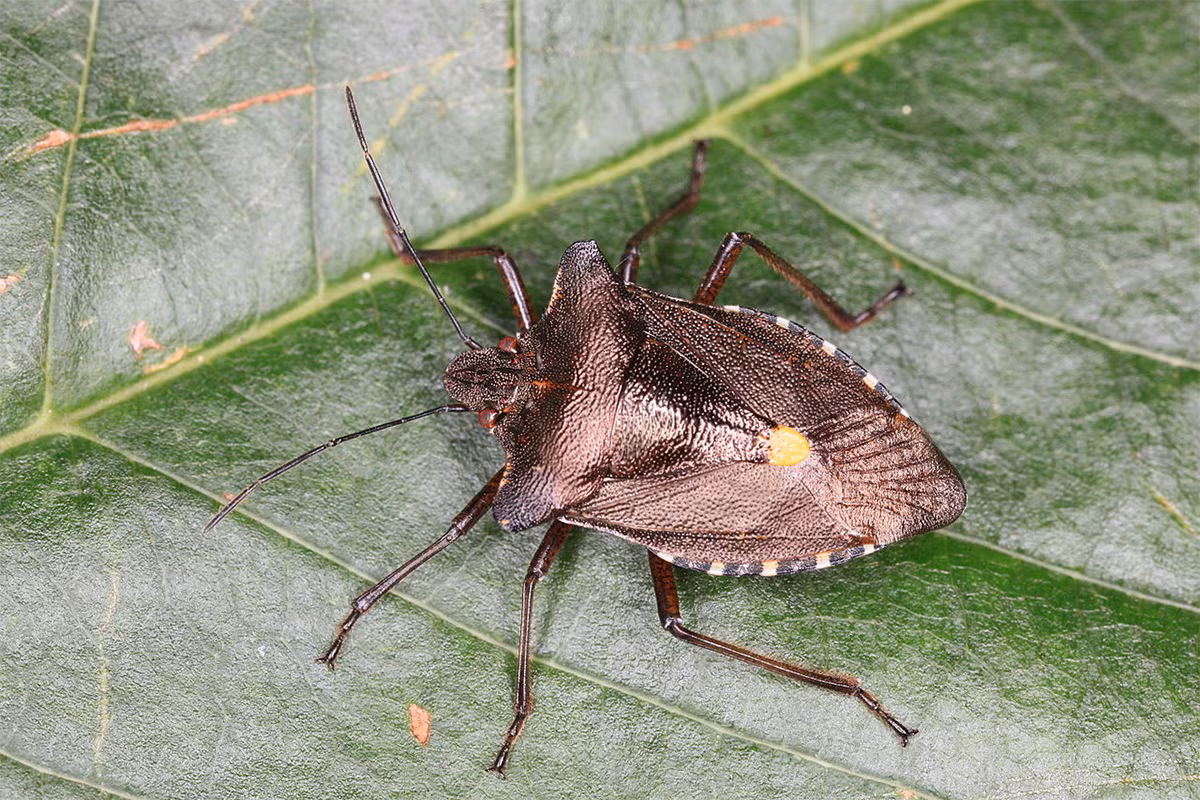 Bọ xít năm cạnh chân đỏ (Pentatoma rufipes) dài 1,4 cm, phân bố chủ yếu ở châu Âu. Sống trên các cây rụng lá, loài này có điểm đặc trưng là dáng vai ngang. Chúng ăn nhựa cây và côn trùng nhỏ.