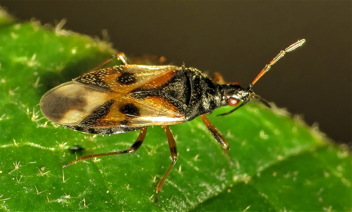 Bọ xít hoa (Anthocoris nemorum) dài 4 mm, được ghi nhận trên hầu khắp lục địa Á - Âu. Loài bọ xít bắt mồi này xuất hiện trên nhiều loại cây. Dù kích thước nhỏ, vòi chích của nó có thể xuyên qua da người.