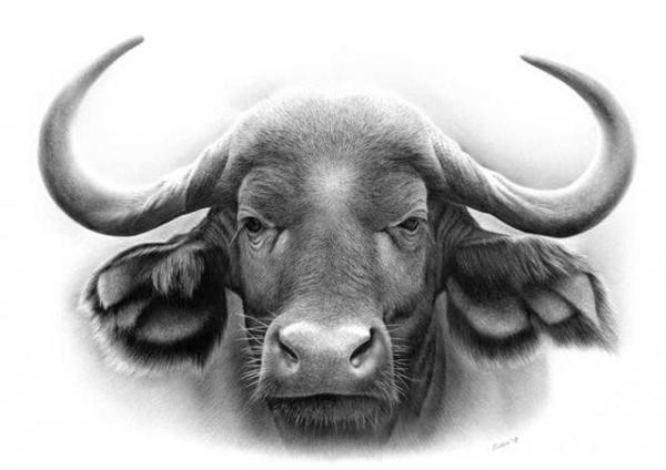 Điều quan trọng nhất là chính vào thời gian này, Sửu đã bước qua ngưỡng cửa cuộc đời để sau này đỡ vất vả hơn. Con giáp này quả thực có phúc khí hơn người. 