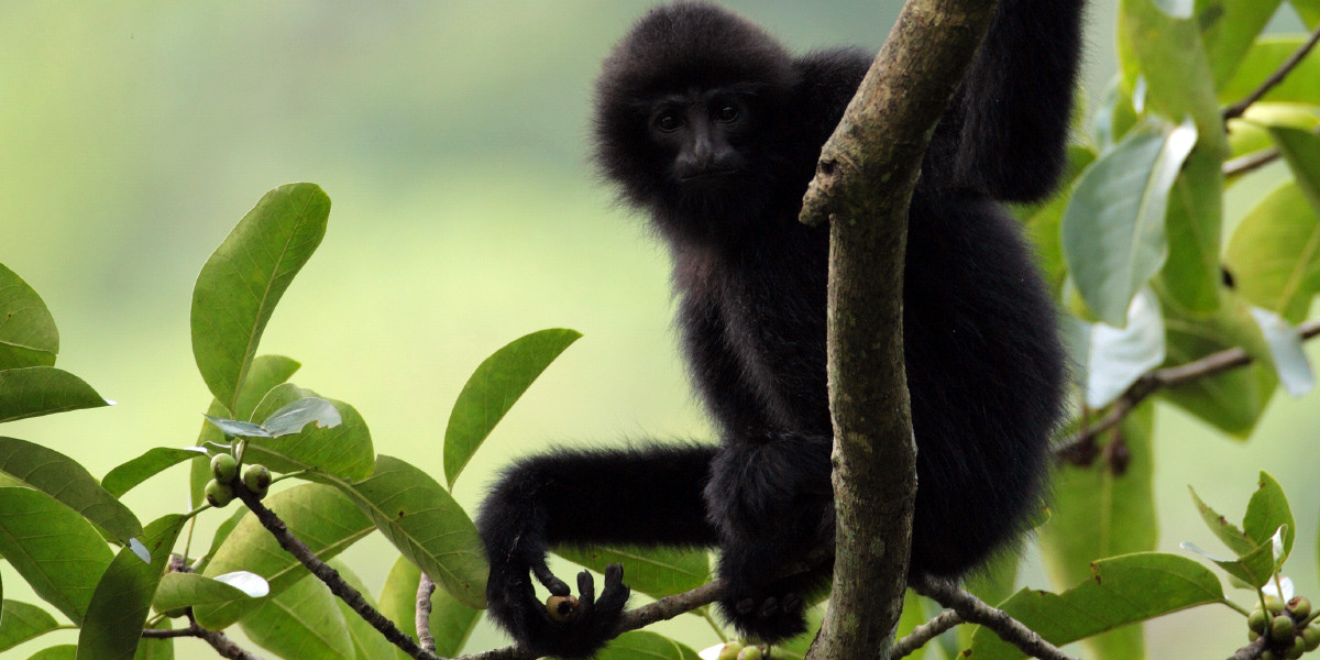 Vượn mào đen phương Đông hay vượn Cao Vít (Nomascus nasutus) còn trên dưới 100 cá thể, phân bố ở vùng núi đá vôi của huyện Trùng Khánh, tỉnh Cao Bằng, tiếp giáp Trung Quốc. Trong Sách Đỏ Việt Nam, loài này được coi là phân loài của Vượn đen tuyền Tây Bắc, xếp loại Nguy cấp. Cực kỳ nguy cấp trong Sách Đỏ IUCN. Chúng có nguy cơ tuyệt chủng cao, theo đánh giá hiện trạng các loài linh trưởng ở Châu Á năm 2015.
