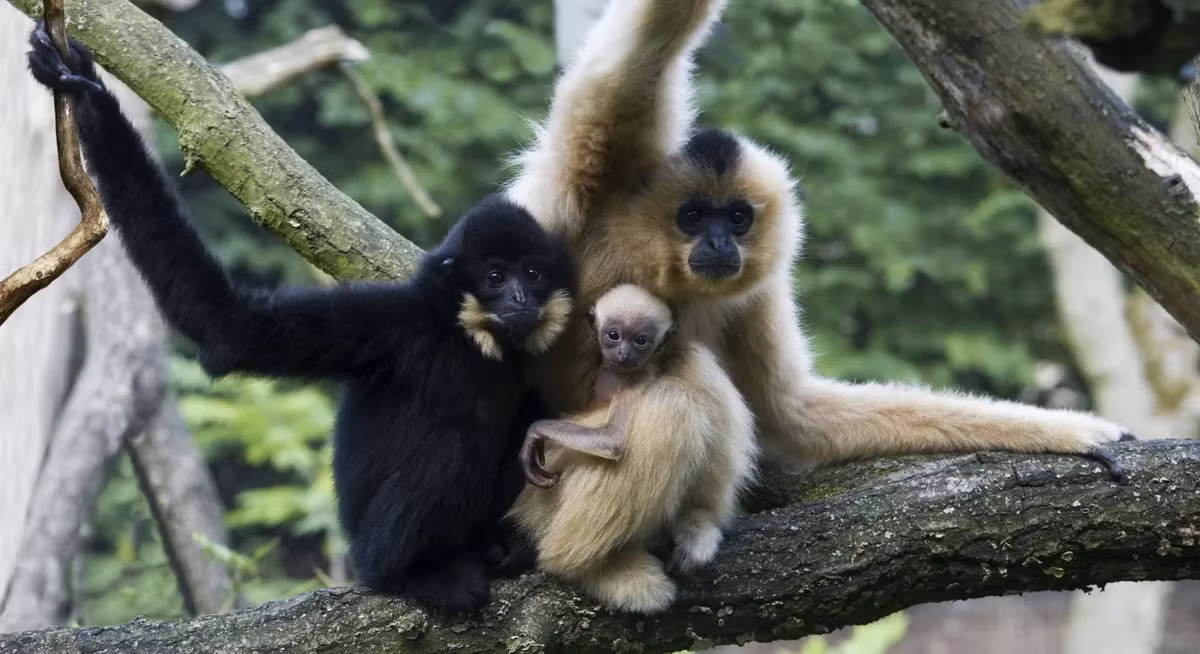 Vượn đen má hung Trung Bộ (Nomascus annamensis) là một loài vượn mới được phát hiện năm 2010 ở miền Trung Việt Nam, Nam Lào và Đông Bắc Campuchia. Loài này được xếp loại Nguy cấp trong Sách Đỏ IUCN.