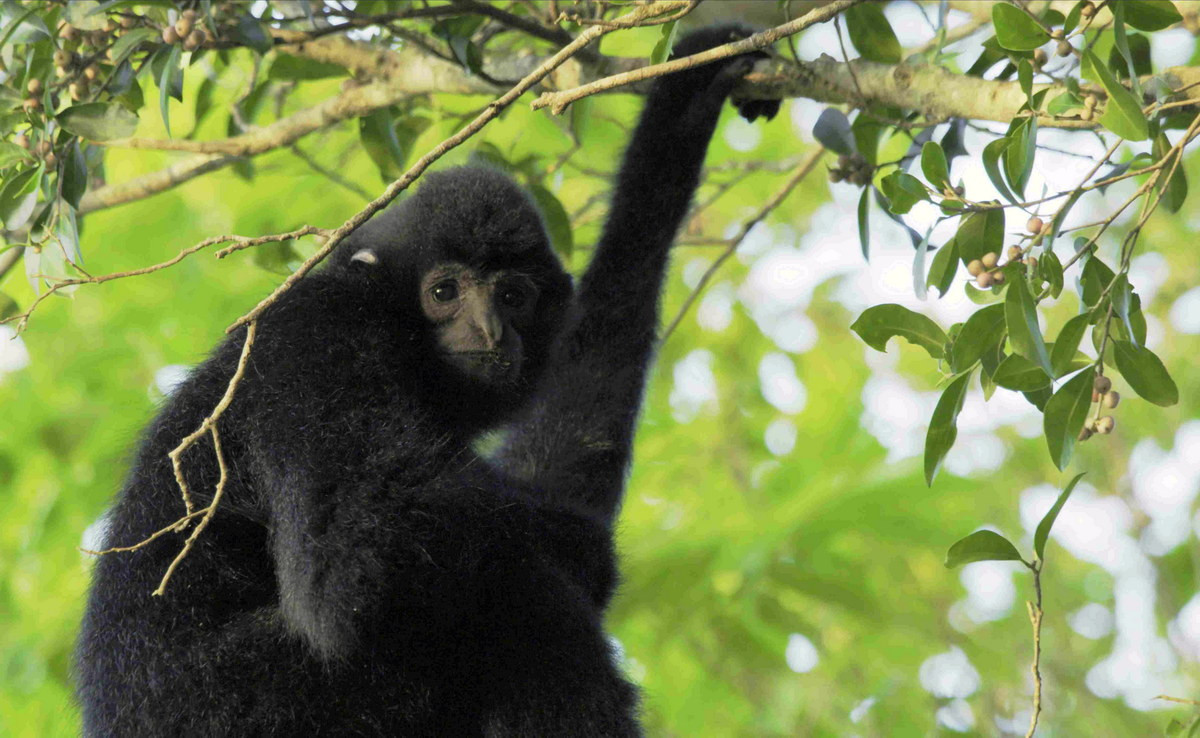 Vượn đen tuyền Tây Bắc (Nomascus concolor) được ghi nhận ở Tây Bắc và một số vùng thuộc Bắc Kạn, Quảng Ninh, Thanh Hoá. Loài này được xếp loại Nguy cấp trong Sách Đỏ Việt Nam, Cực kỳ nguy cấp trong Sách Đỏ IUCN. Chúng có nguy cơ tuyệt chủng cao, theo đánh giá hiện trạng các loài linh trưởng ở Châu Á năm 2015.