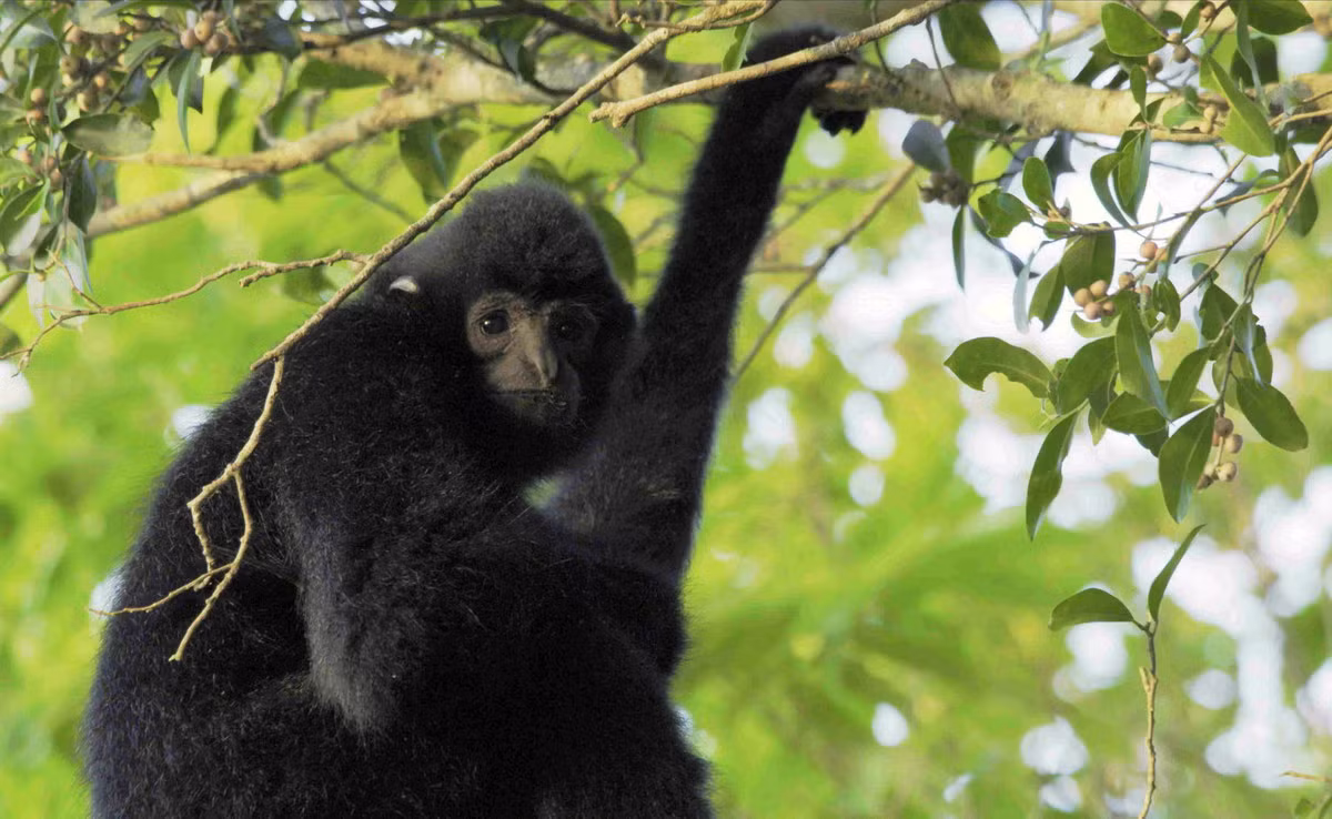 Vượn đen tuyền Tây Bắc (Nomascus concolor) được ghi nhận ở Tây Bắc và một số vùng thuộc Bắc Kạn, Quảng Ninh, Thanh Hoá. Loài này được xếp loại Nguy cấp trong Sách Đỏ Việt Nam, Cực kỳ nguy cấp trong Sách Đỏ IUCN. Chúng có nguy cơ tuyệt chủng cao, theo đánh giá hiện trạng các loài linh trưởng ở Châu Á năm 2015.