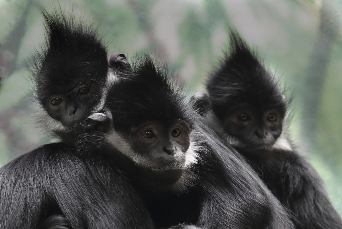 Voọc đen má trắng (Trachypithecus francoisi) được ghi nhận ở khu vực Đông Bắc Việt Nam, số lượng ước đoán dưới 500 cá thể. Loài này được xếp loại Nguy cấp trong Sách Đỏ Việt Nam và Sách Đỏ IUCN.