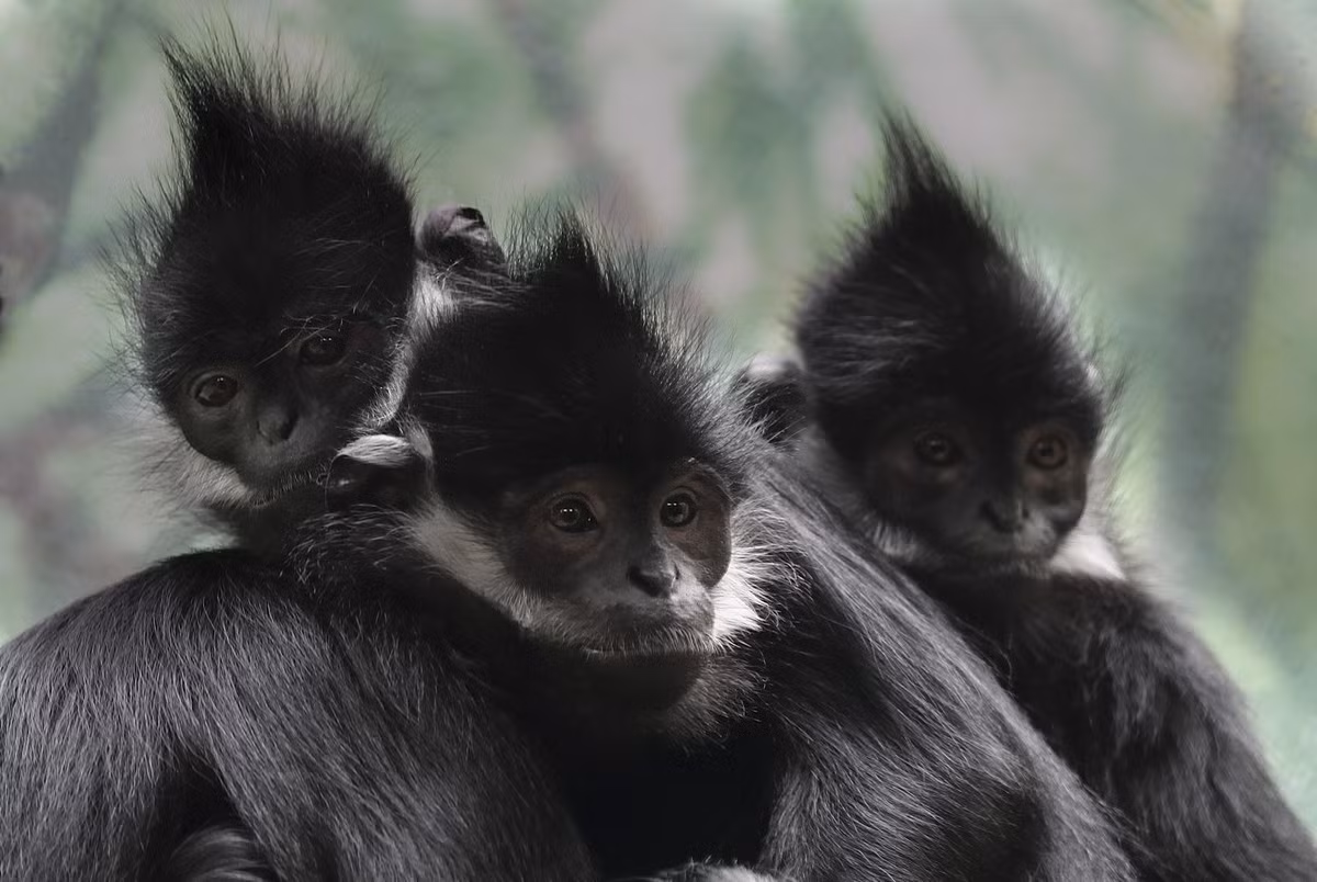 Voọc đen má trắng (Trachypithecus francoisi) được ghi nhận ở khu vực Đông Bắc Việt Nam, số lượng ước đoán dưới 500 cá thể. Loài này được xếp loại Nguy cấp trong Sách Đỏ Việt Nam và Sách Đỏ IUCN.