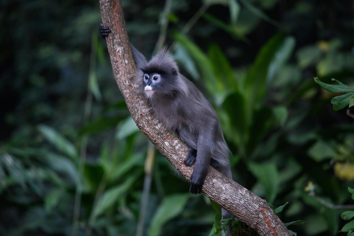 Voọc xám Đông Dương (Trachypithecus phayrei crepusculus) là một phân loài của voọc xám, phân bố ở miền núi phía Bắc và Bắc Trung Bộ. Loài này được xếp loại Sẽ nguy cấp trong Sách Đỏ Việt Nam, Nguy cấp trong Sách Đỏ IUCN.