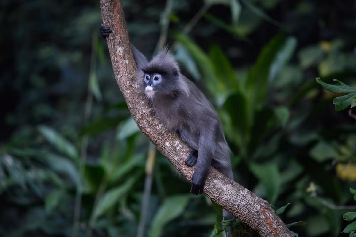 Voọc xám Đông Dương (Trachypithecus phayrei crepusculus) là một phân loài của voọc xám, phân bố ở miền núi phía Bắc và Bắc Trung Bộ. Loài này được xếp loại Sẽ nguy cấp trong Sách Đỏ Việt Nam, Nguy cấp trong Sách Đỏ IUCN.