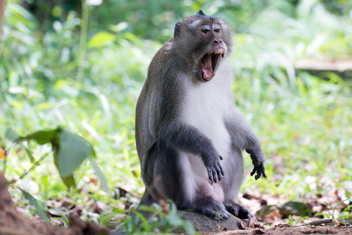 Khỉ đuôi dài Côn Đảo (Macaca fascicularis condorensis) là một phân loài của khỉ đuôi dài, tập trung ở vùng Côn Đảo, Phú Quốc. Chúng có nguy cơ tuyệt chủng cao, theo đánh giá hiện trạng các loài linh trưởng ở Châu Á năm 2015.