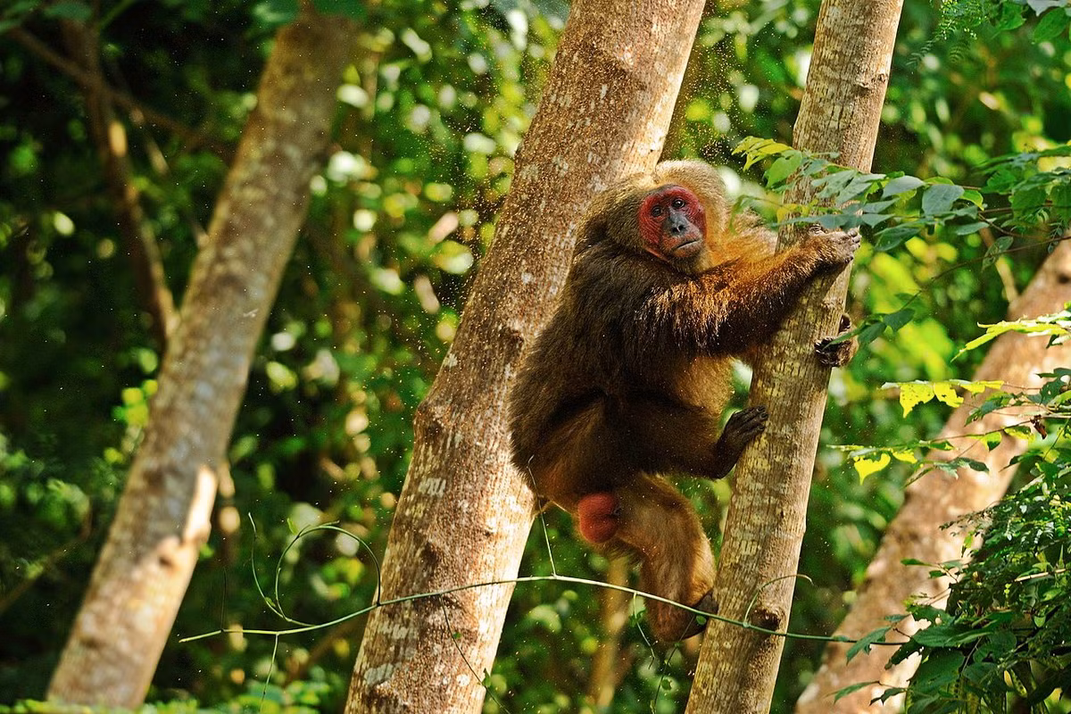 Khỉ mặt đỏ (Macaca arctoides) phân bố trên khắp cả nước. Loài này được xếp loại Sẽ nguy cấp trong Sách Đỏ Việt Nam, Sắp nguy cấp trong Sách Đỏ IUCN.