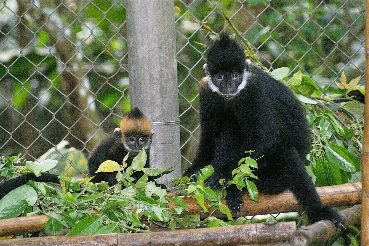 Voọc Hà Tĩnh hay voọc gáy trắng (Trachypithecus hatinhensis) được ghi nhận trên một phạm vi hẹp ở Quảng Bình và Quảng Trị, tiếp giáp Lào. Loài này được xếp loại Nguy cấp trong Sách Đỏ Việt Nam và Sách Đỏ IUCN.