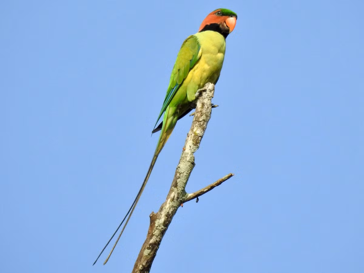 Vẹt đuôi dài (Psittacula longicauda) dài 44 cm, được ghi nhận ở Nam bộ, nhưng rất hiếm gặp.