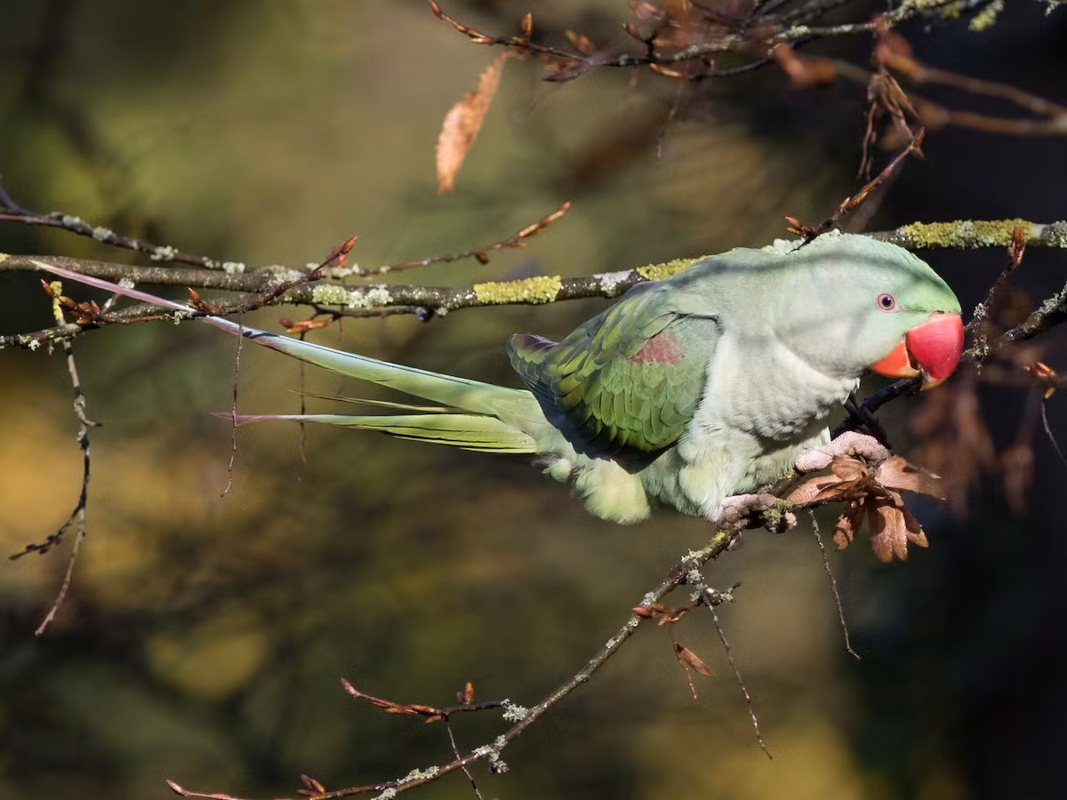 Ở nước ngoài loài này được gọi là vẹt Alexandrine, do vào thời cổ đại Alexander Đại đế đã đưa chúng từ Ấn Độ đến khu vực châu Âu và Địa Trung Hải làm vật nuôi. Chúng rất được giới quý tộc xưa ưa chuộng.