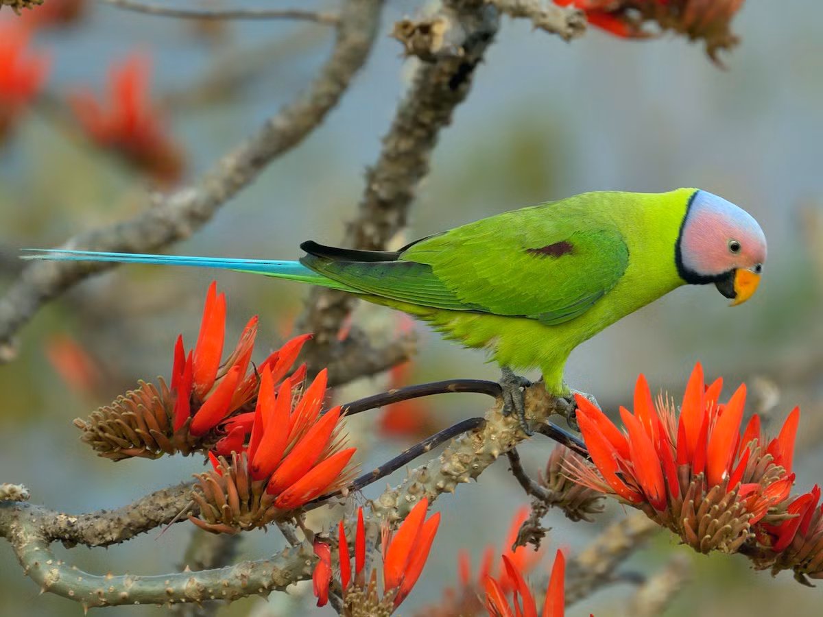 Vẹt đầu hồng (Psittacula roseata) dài 30-36 cm, có ở khắp các khu rừng thưa từ Quảng Trị trở vào Nam.