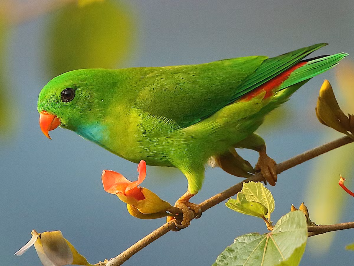 Vẹt lùn (Loriculus vernalis) dài 14 cm, phân bố từ Quảng Trị trở vào Nam, nhiều nhất là ở Tây Nguyên. Ảnh: eBird.