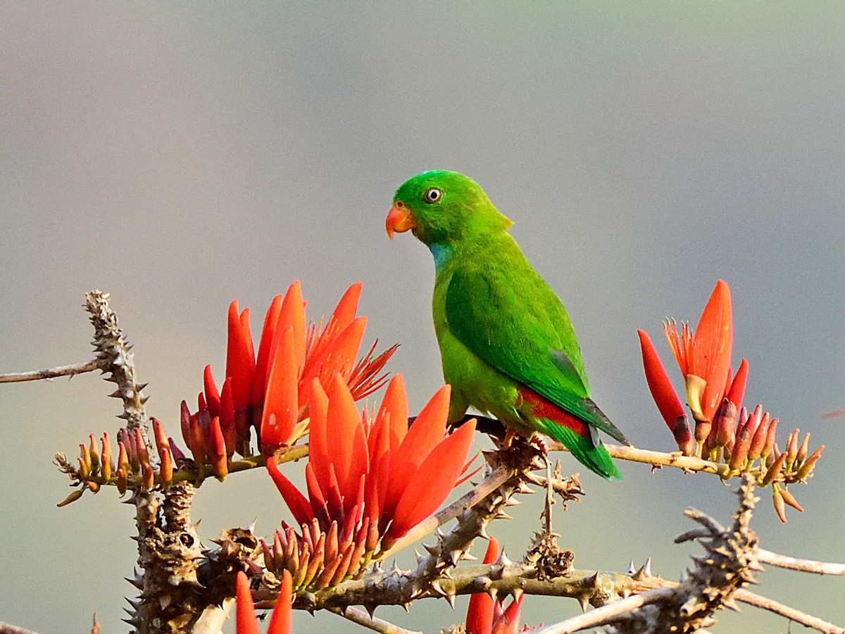 Hiện diện trong rừng khô và khu vực trồng trọt, loài vẹt nhỏ này thường sống thành đàn với số lượng ít. Vẹt lùn thường cư trú trên những cây lớn mà chúng tìm thấy nguồn thức ăn từ trái đa chín và mật hoa.