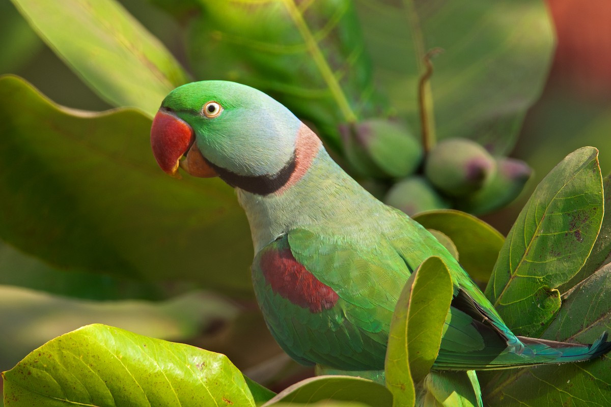 Vẹt má vàng (Psittacula eupatria) dài 58 cm, ở nhiều rừng thường xanh như Châu Đốc, Tây Ninh, Bà Rịa, Thủ Dầu Một, Mỹ Tho và Biên Hòa.