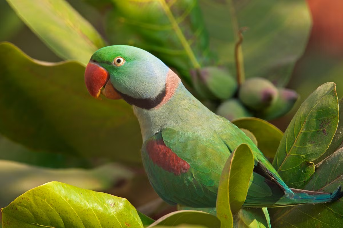 Vẹt má vàng (Psittacula eupatria) dài 58 cm, ở nhiều rừng thường xanh như Châu Đốc, Tây Ninh, Bà Rịa, Thủ Dầu Một, Mỹ Tho và Biên Hòa.